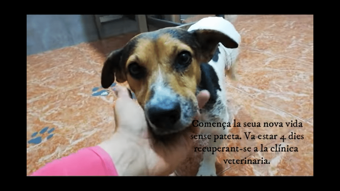 Groc, la superació d’un campió! ADOPTAT!