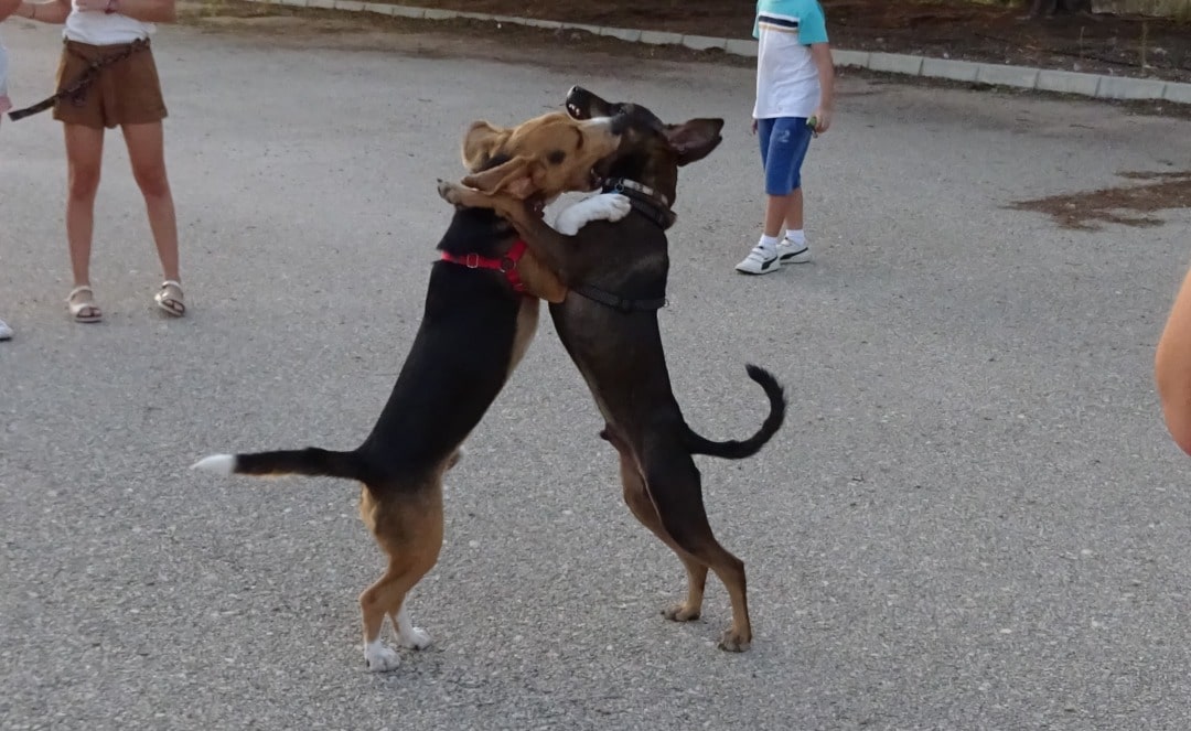 Rigo en el Curso de Perro Joven