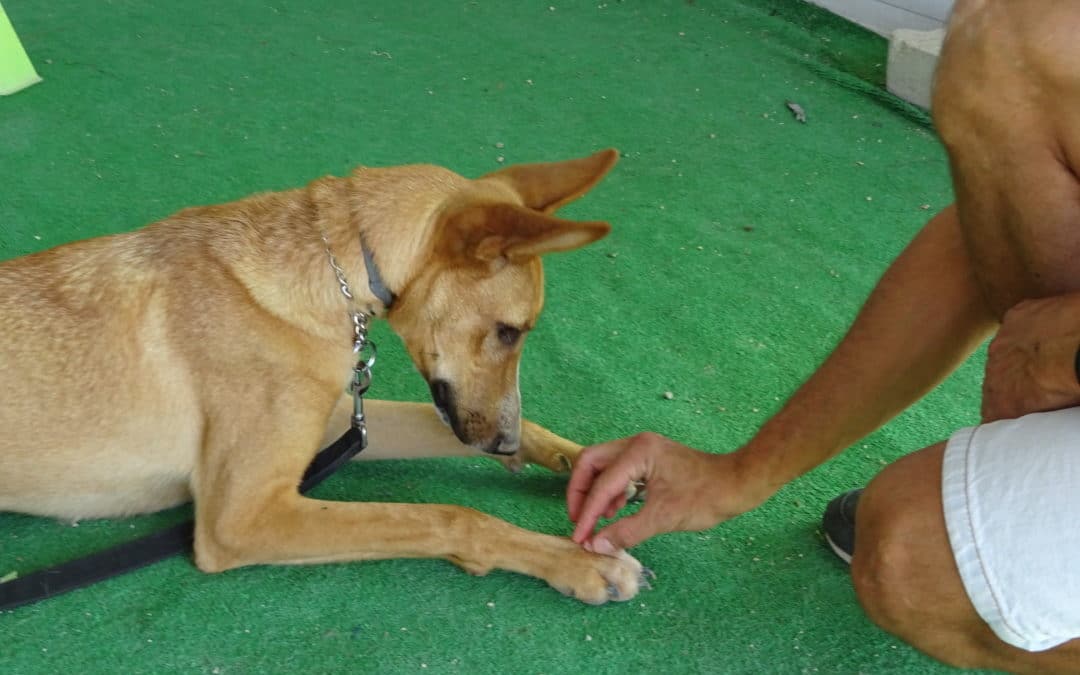 Ponse en el Curso de Perro Joven
