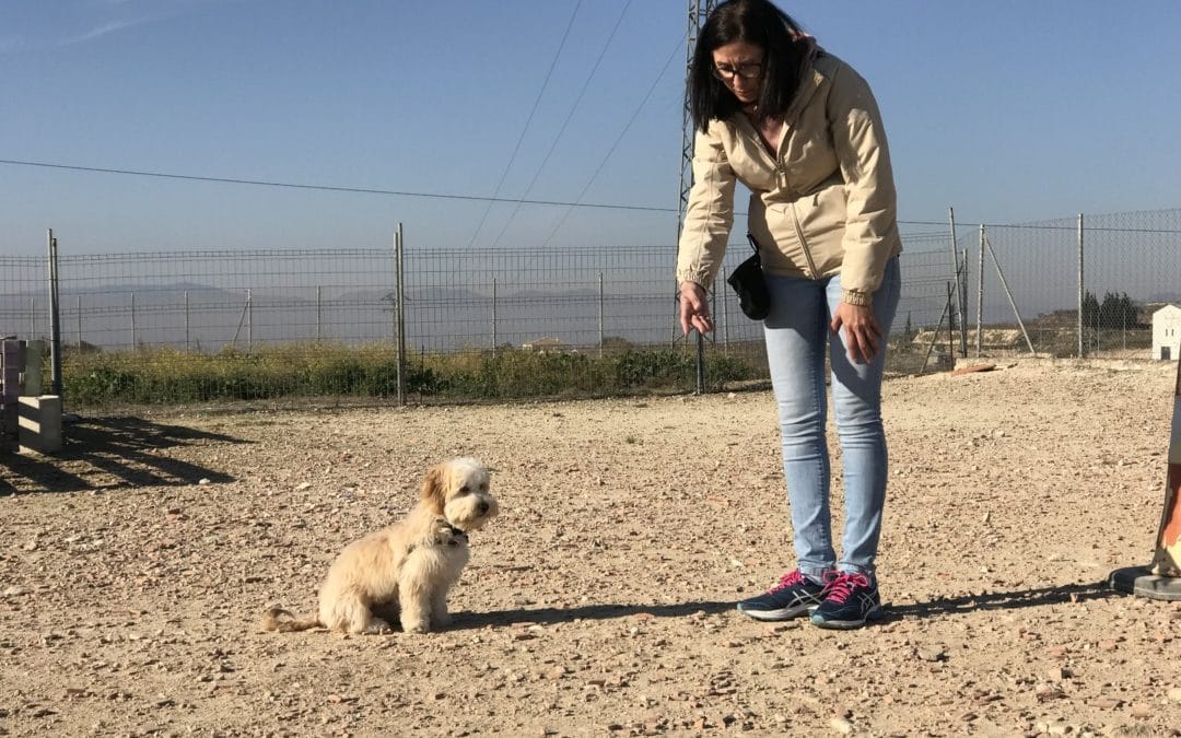 Max al Curs de Gos Jove